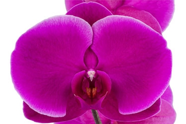 Orchid Variety Thumbnail Pinks and Purples.jpg